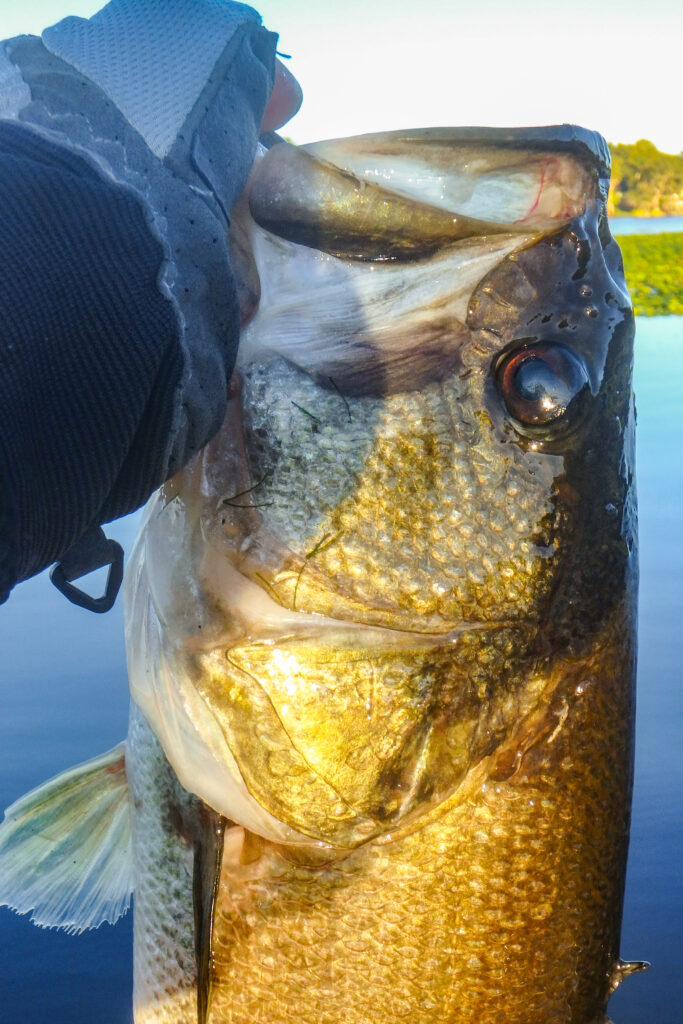 3.75lb