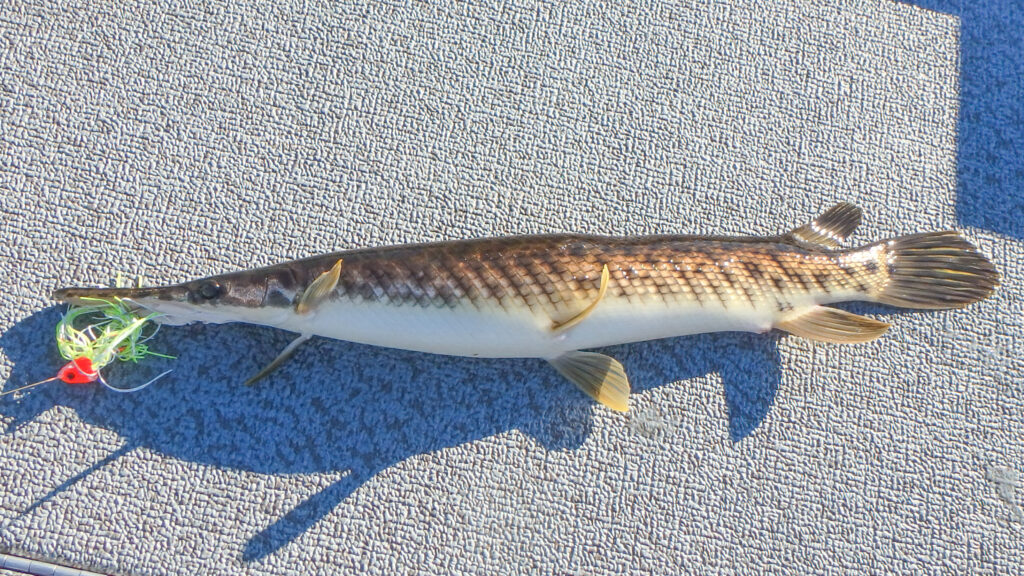 Florida Gar